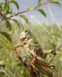 grasshopper